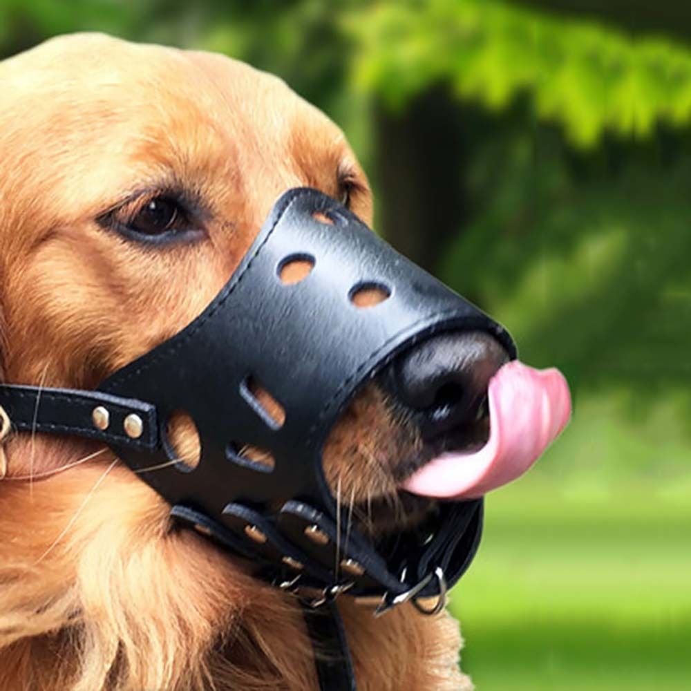Pet Supplies Plus - Anti-bijten Veilig Anti-blaffen Kauwen Voor Kleine